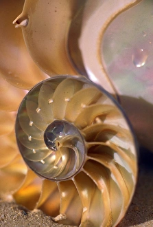 North America, USA, Hawaii. Sea shell details North America, USA, Hawaii. Sea shell details