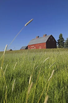 Images Dated 23rd June 2005: North America, USA, Idaho, Old Red Barn With Spring Green Field