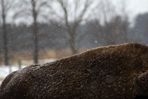North America, USA, Illinois, Batavia. American Bison in snow at Fermilab, Batavia North America, USA, Illinois, Batavia. American Bison in snow at Fermilab, Batavia