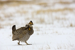 North America, USA, Minnesota, Bluestem Prairie. Greater prairie-chickens strut North America, USA, Minnesota, Bluestem Prairie. Greater prairie-chickens strut