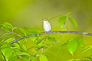 North America, USA, Minnesota, Mendota Heights, Tennessee Warbler perched on a branch North America, USA, Minnesota, Mendota Heights, Tennessee Warbler perched on a branch