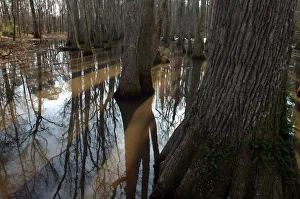 North America, USA, Mississippi, Natchez Trace Parkway, Tupelo-baldcypress Swamp North America, USA, Mississippi, Natchez Trace Parkway, Tupelo-baldcypress Swamp