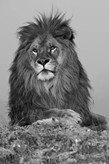 North America, USA, Montana, Bozeman, African Lion, Panthera leo, Barbary Lion subspecies North America, USA, Montana, Bozeman, African Lion, Panthera leo, Barbary Lion subspecies