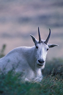 North America, USA, Montana, Glacier NP, Mountain goat North America, USA, Montana, Glacier NP, Mountain goat