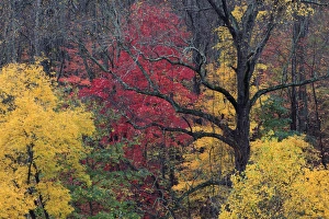 North America, USA, North Carolina. Fall foliage North America, USA, North Carolina. Fall foliage