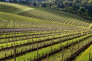 North America, USA, Oregon, Dundee. Spring time in the Bella Vida vineyards with North America, USA, Oregon, Dundee. Spring time in the Bella Vida vineyards with