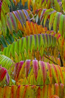 North America, USA, Pennsylvania. Autumn neon colors of Staghorn Sumac (Rhus typhina) North America, USA, Pennsylvania. Autumn neon colors of Staghorn Sumac (Rhus typhina)