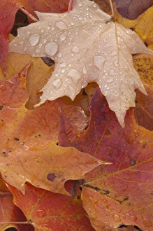 North America, USA, Tennessee. Fall leaves with dew North America, USA, Tennessee. Fall leaves with dew