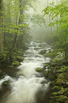Images Dated 18th April 2012: North America, USA, Tennessee; Stream in the fog at Roaring Fork Trail in the Smokies
