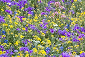 North America, USA, Texas. Field of wildflowers North America, USA, Texas. Field of wildflowers