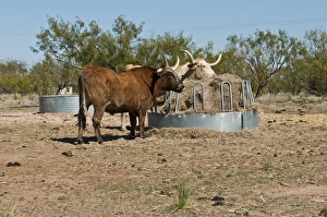 North America, USA, Texas, Panhandle, Palo Duro Canyon, Texas Longhorn Steers North America, USA, Texas, Panhandle, Palo Duro Canyon, Texas Longhorn Steers