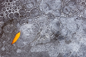 North America, USA, Utah. Leaf with frozen ice pattern, Mill Creek, Moab, UT North America, USA, Utah. Leaf with frozen ice pattern, Mill Creek, Moab, UT