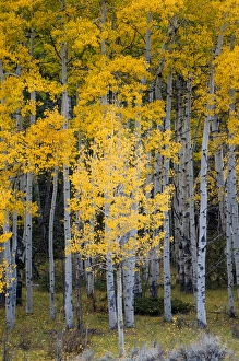 North America, USA, Utah. Yellow Aspen, Flaming Gorge national recreation Area, UT North America, USA, Utah. Yellow Aspen, Flaming Gorge national recreation Area, UT