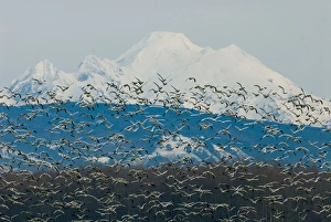 North America, USA, WA, Fir Island. Snow Geese (Chen caerulescens) take flight with North America, USA, WA, Fir Island. Snow Geese (Chen caerulescens) take flight with