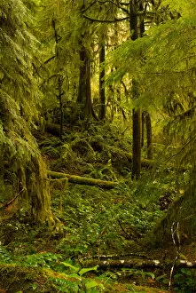 Images Dated 18th November 2006: North America, USA, WA, Olympic National Park. Dense growth in mixed old growth forest