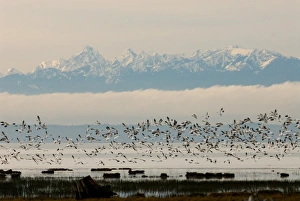 North America, USA, WA, Skagit River Delta. Snow Geese (Chen caerulescens) take North America, USA, WA, Skagit River Delta. Snow Geese (Chen caerulescens) take