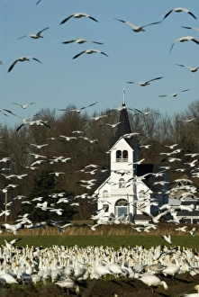 North America, USA, WA, Skagit Valley. Masses of Snow Geese (Chen caerulescens) in North America, USA, WA, Skagit Valley. Masses of Snow Geese (Chen caerulescens) in