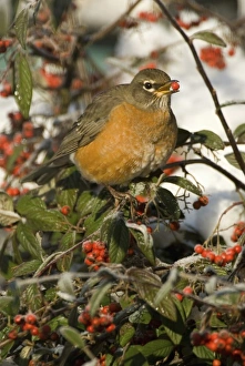 North America, USA, WA, Whidbey Island, Coupeville. American Robin (Turdus migratorius) North America, USA, WA, Whidbey Island, Coupeville. American Robin (Turdus migratorius)