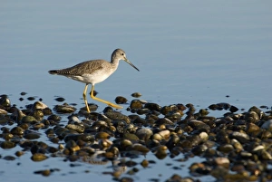 North America, USA, WA, Whidbey Island. Greater Yellowlegs (Tringa melanoleuca) adult North America, USA, WA, Whidbey Island. Greater Yellowlegs (Tringa melanoleuca) adult