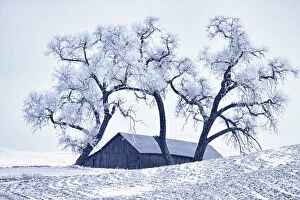 Images Dated 3rd January 2011: North America; USA; Washington; Palouse Region; Snow covered Barn With Old Oak tree