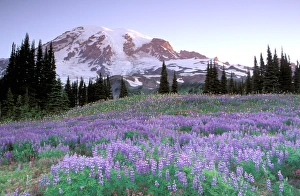North America, USA, Washington State, Mount Rainier National Park. Mount Rainier North America, USA, Washington State, Mount Rainier National Park. Mount Rainier