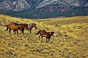Images Dated 4th October 2012: North America; USA; Wyoming; Shell; Big Horn Mountains; Horses Running in Field