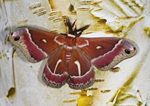 North American Silk Moth Hyalophora euryalus photographed Sammamish, Washington North American Silk Moth Hyalophora euryalus photographed Sammamish, Washington