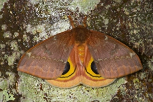 North American Silk Moth the Io Moth photographed Sammamish, Washington North American Silk Moth the Io Moth photographed Sammamish, Washington