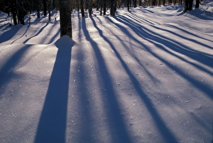 North New Portland, ME. Snow. Shadows. Northern Hardwood Forest. Northern Forest North New Portland, ME. Snow. Shadows. Northern Hardwood Forest. Northern Forest