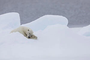 North of Svalbard, pack ice. A very old male polar bear resting on the pack ice
