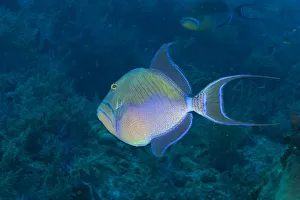 <b class=qtipBold><figcaption>Northern Bahamas, Caribbean</figcaption></b><br><em>© Copyright Robin Westmorland / Danita Delimont</em> Northern Bahamas, Caribbean