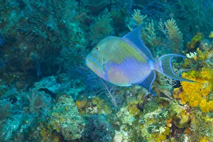 <b class=qtipBold><figcaption>Northern Bahamas, Caribbean</figcaption></b><br><em>© Copyright Robin Westmorland / Danita Delimont</em> Northern Bahamas, Caribbean