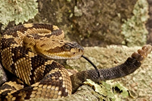 Northern Black-tailed Rattlesnake, Crotalus molossus, Native to Southwestern US Northern Black-tailed Rattlesnake, Crotalus molossus, Native to Southwestern US