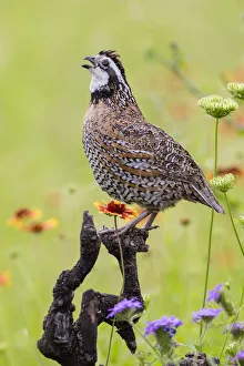 Northern Bobwhite (Colinus virgianus) male calling Northern Bobwhite (Colinus virgianus) male calling