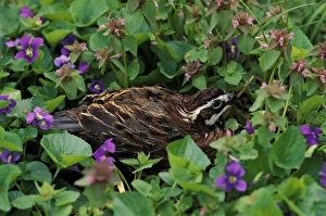 Northern Bobwhite in violets (Colinus virginianus) Northern Bobwhite in violets (Colinus virginianus)
