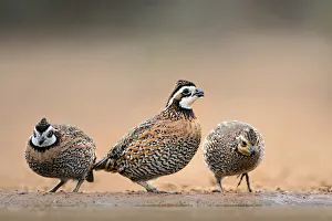 Northern Bobwhites (Colinus virginianus) drinking Northern Bobwhites (Colinus virginianus) drinking