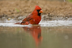 Northern Cardinal, Cardinalis cardinalis, Santa Clara Ranch, Rio Grande Valley, McCook Northern Cardinal, Cardinalis cardinalis, Santa Clara Ranch, Rio Grande Valley, McCook