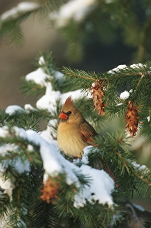 Northern Cardinal (Cardinalis cardinalis) female in spruce tree in winter, Marion Co. IL