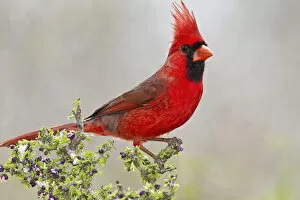 Images Dated 19th March 2011: Northern Cardinal, Cardinalis cardinalis, adult male perched in brushy cover