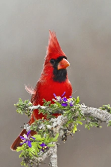 Images Dated 19th March 2011: Northern Cardinal, Cardinalis cardinalis, adult male perched in brushy cover