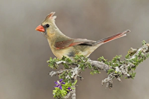 Images Dated 19th March 2011: Northern Cardinal (Cardinalis cardinalis) female perched on branch