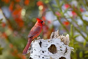 Northern Cardinal (Cardinalis cardinalis) male Marion Co., IL Northern Cardinal (Cardinalis cardinalis) male Marion Co., IL
