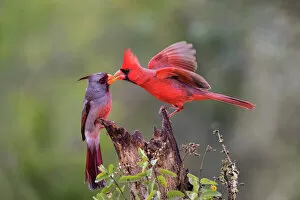 Northern Cardinal Gallery: Northern cardinal (Cardinalis cardinalis) and Pyrrhuloxia (Cardinalis sinuatus) males