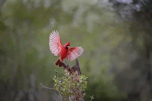 Northern cardinal (Cardinalis cardinalis) landing Northern cardinal (Cardinalis cardinalis) landing