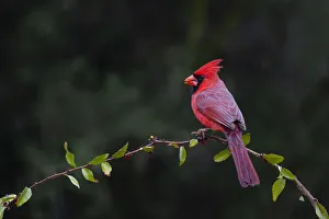 Northern cardinal (Cardinalis cardinalis) perched Northern cardinal (Cardinalis cardinalis) perched