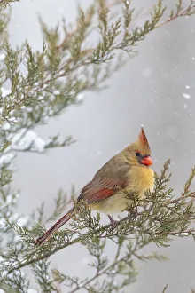 Northern cardinal female in red cedar tree in winter snow, Marion County, Illinois Northern cardinal female in red cedar tree in winter snow, Marion County, Illinois