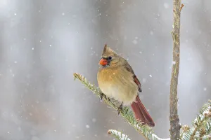 Northern cardinal female in spruce tree in winter snow, Marion County, Illinois Northern cardinal female in spruce tree in winter snow, Marion County, Illinois