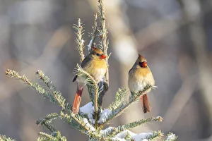 Northern cardinal females in spruce tree in winter snow, Marion County, Illinois Northern cardinal females in spruce tree in winter snow, Marion County, Illinois