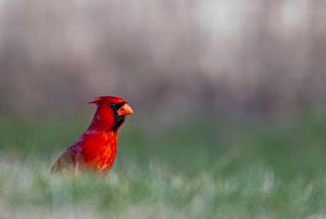 Northern Cardinal in Loup County, Nebraska, USA Northern Cardinal in Loup County, Nebraska, USA