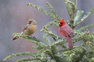 Northern cardinal male and female in fir tree in snow, Marion County, Illinois Northern cardinal male and female in fir tree in snow, Marion County, Illinois